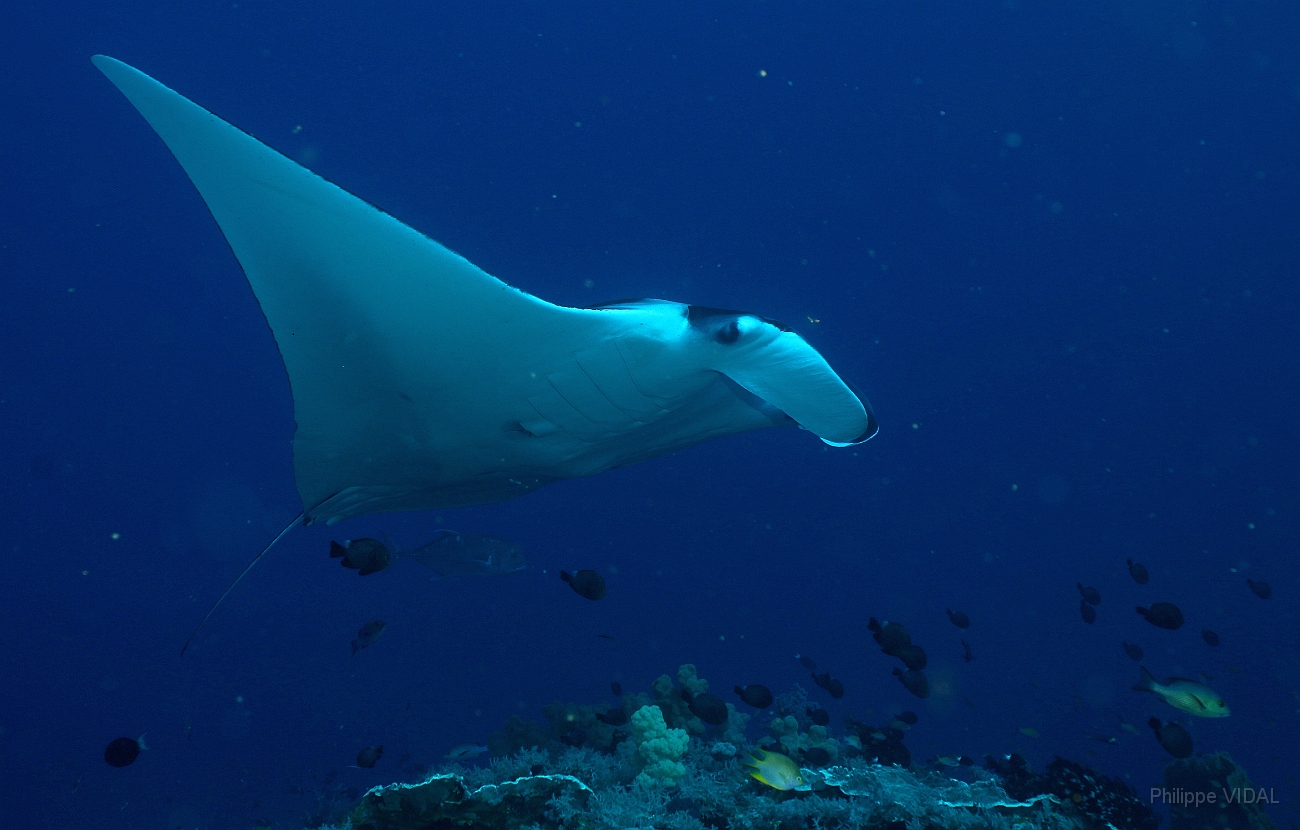 Raja Ampat 2016 - Manta Biostris - Oceanic Manta Ray - Raie Manta Oceanique - IMG_4249_rc_filtered.jpg